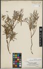 Foto von Salix repens subsp. rosmarinifolia (L.) Andersson
